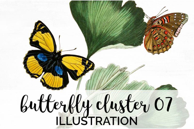 butterflies-clipart