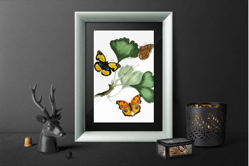 butterflies-clipart