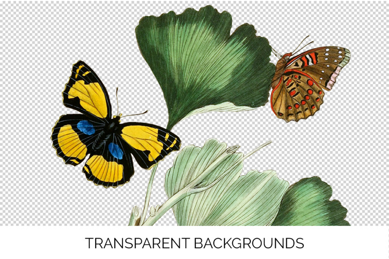 butterflies-clipart