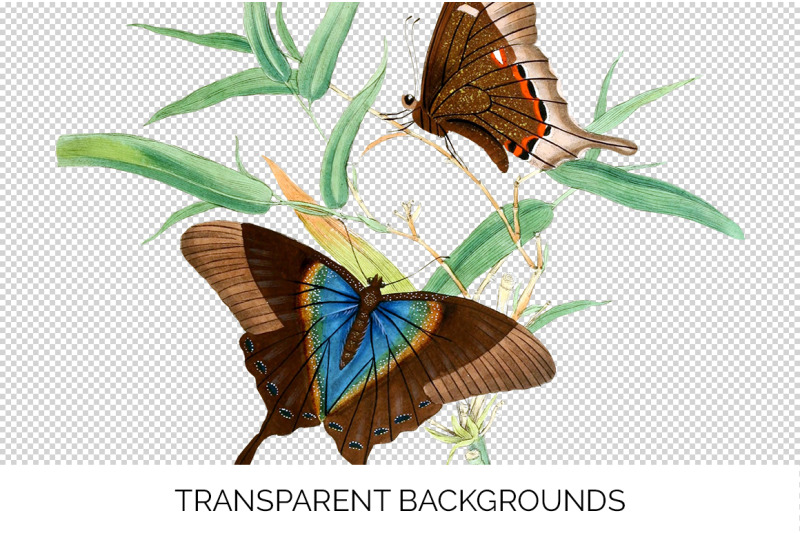 butterflies-clipart