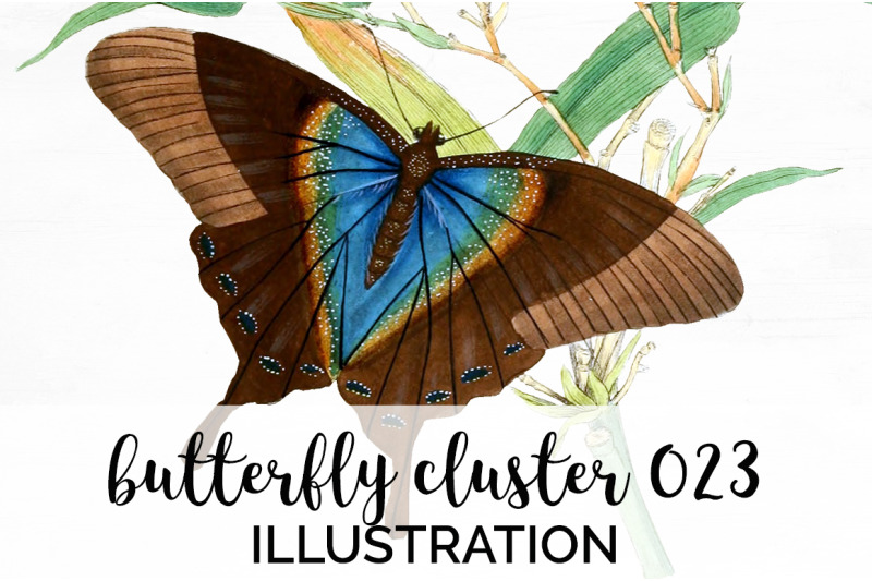 butterflies-clipart