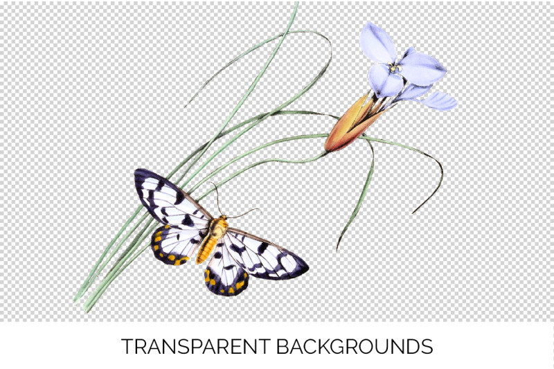 butterfly-clipart