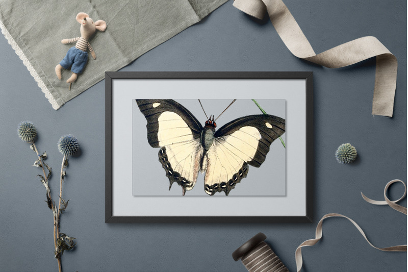 butterfly-clipart