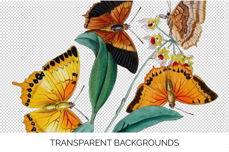 butterfly-clipart-moths