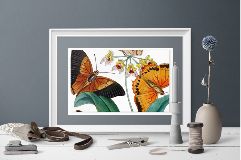 butterfly-clipart-moths