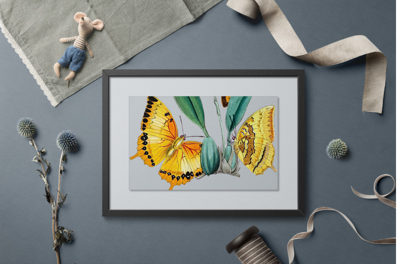 butterfly-clipart-moths