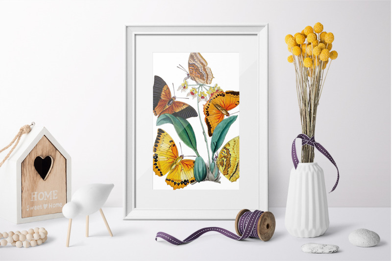 butterfly-clipart-moths