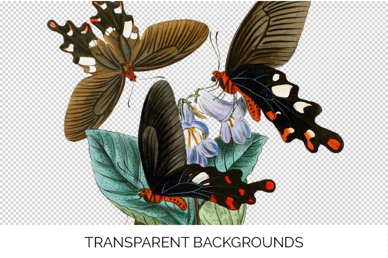 butterfly-clipart