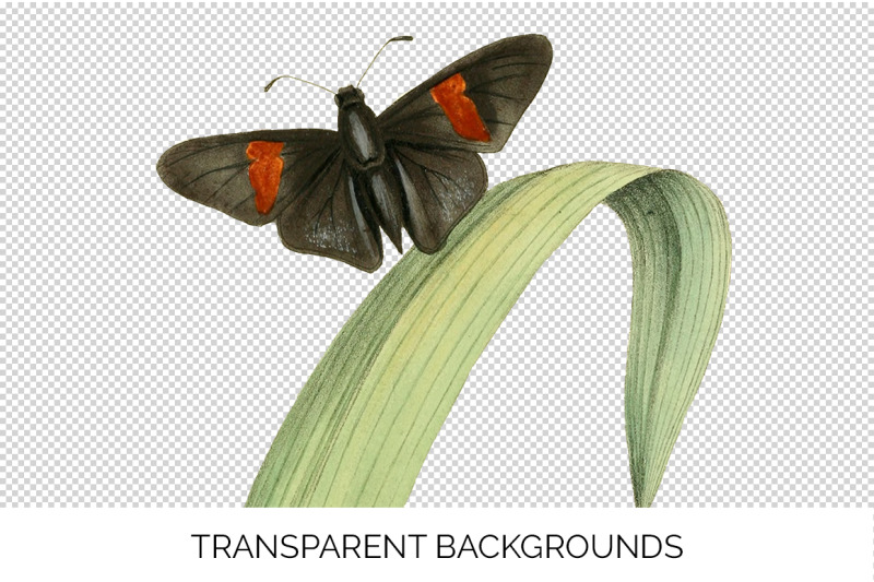 butterfly-clipart