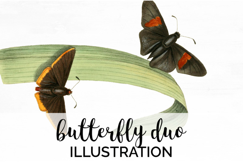 butterfly-clipart