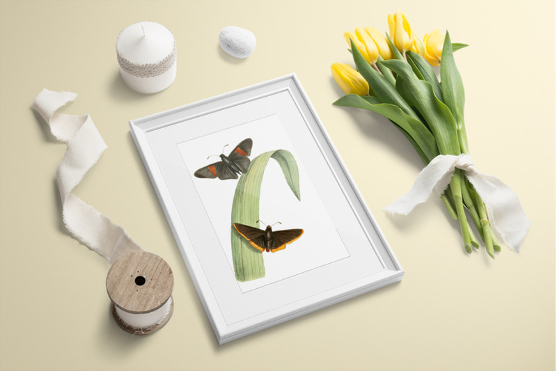 butterfly-clipart