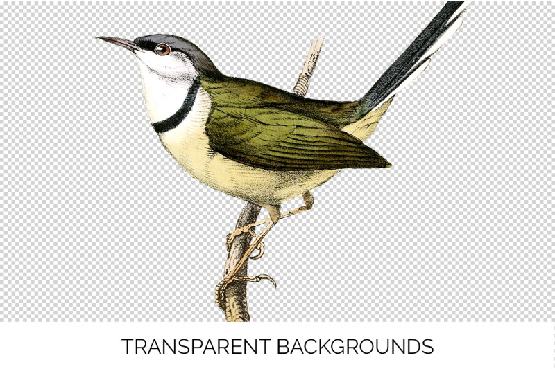 warbler-bird-clipart