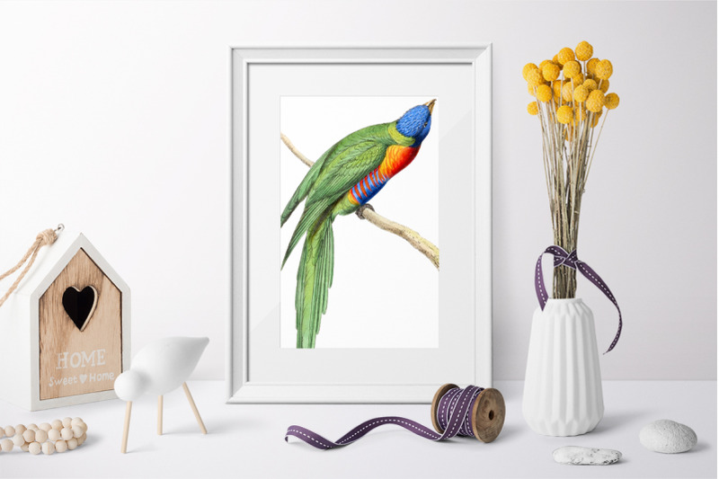 parrot-bird-clipart