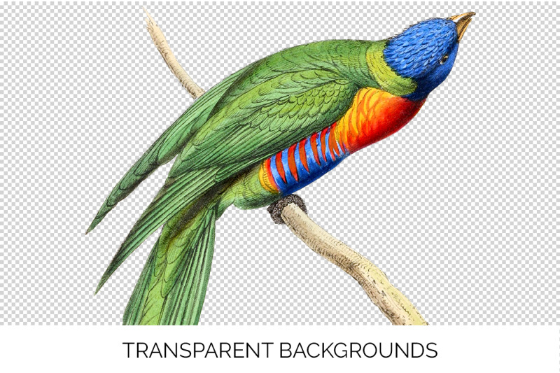 parrot-bird-clipart