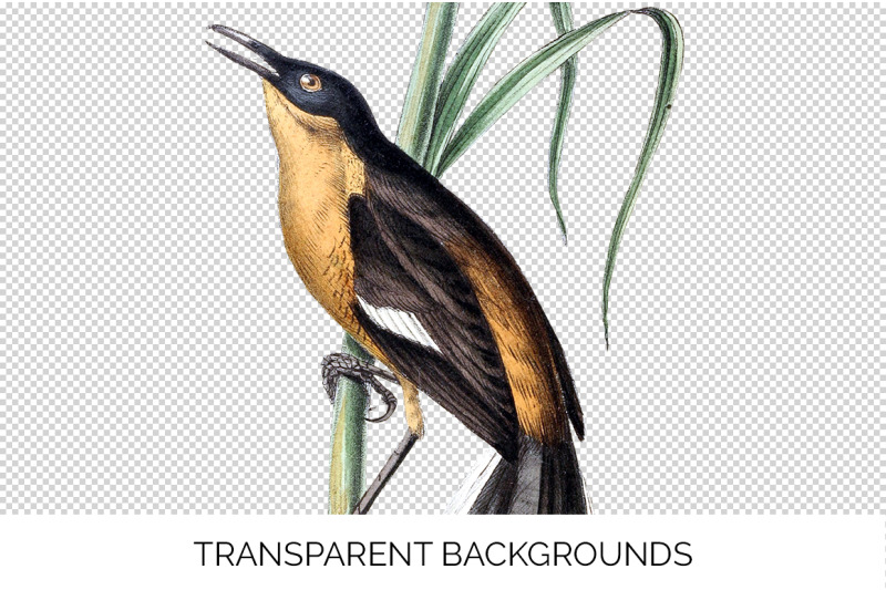 thrush-bird-clipart