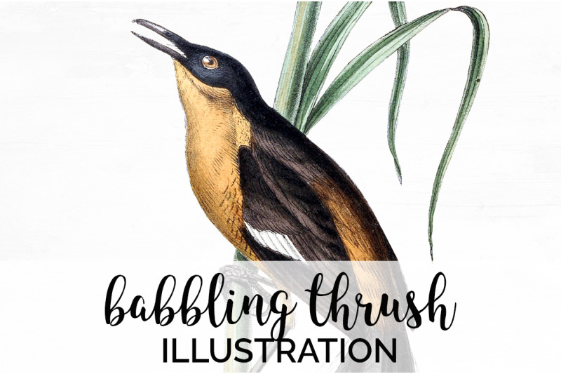 thrush-bird-clipart