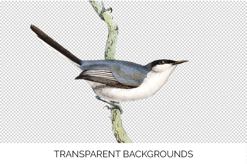 bird-clipart-warbler