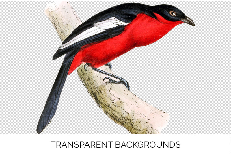 bird-clipart