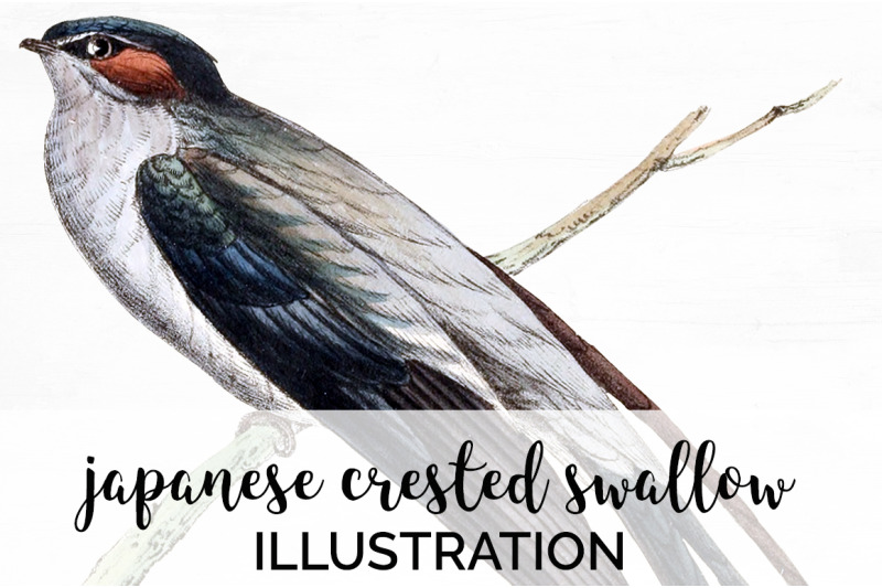 swallow-bird-clipart