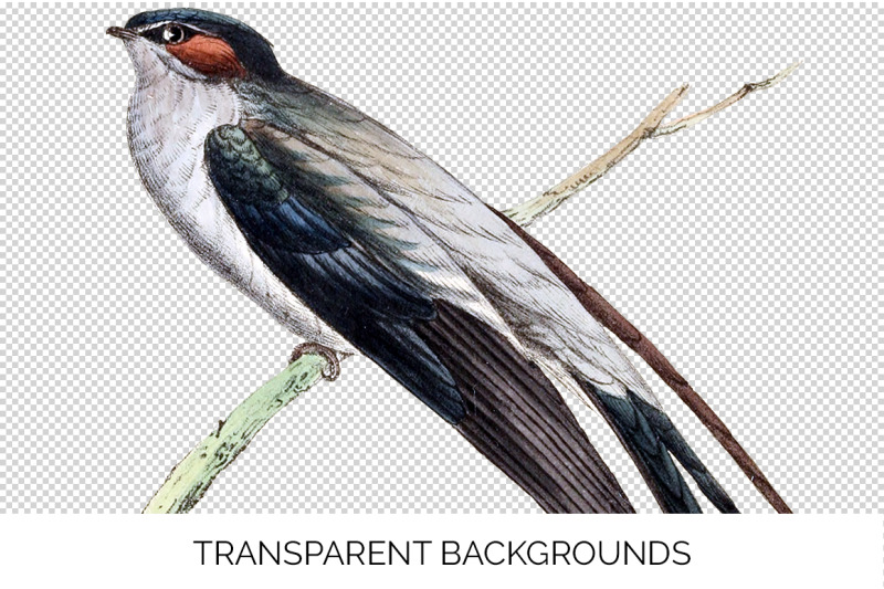 swallow-bird-clipart