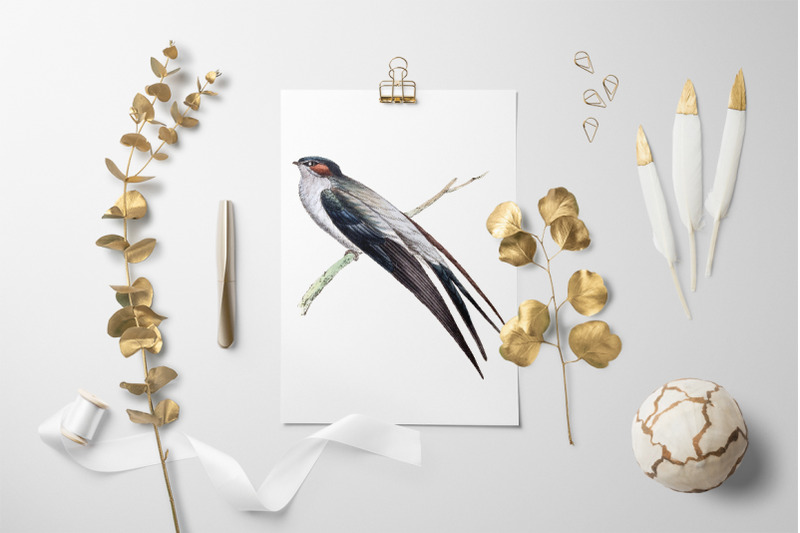 swallow-bird-clipart