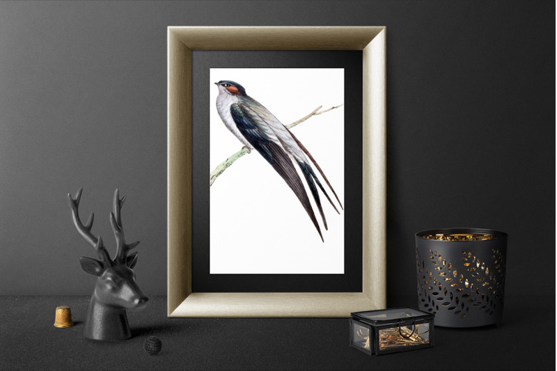 swallow-bird-clipart