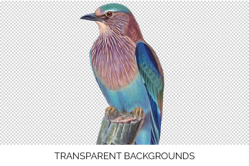 bird-clipart