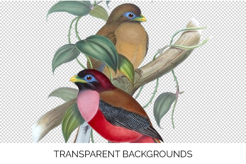 bird-clipart