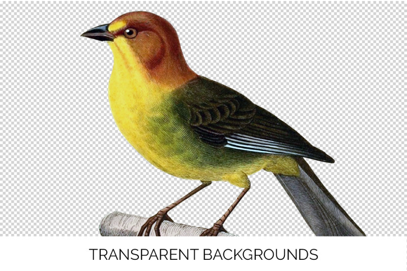 finch-bird-clipart