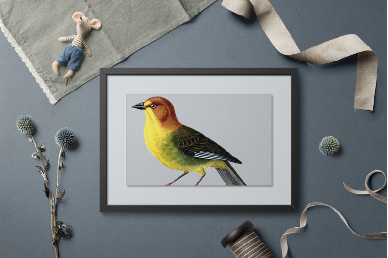 finch-bird-clipart