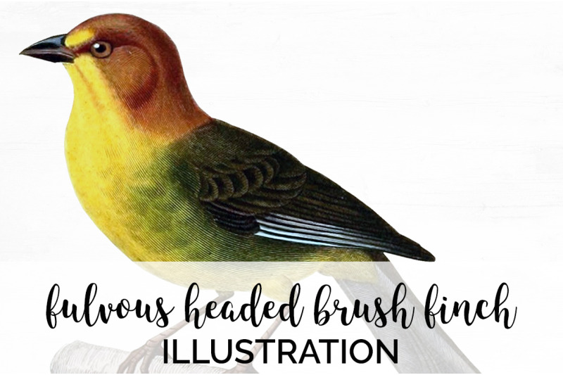 finch-bird-clipart