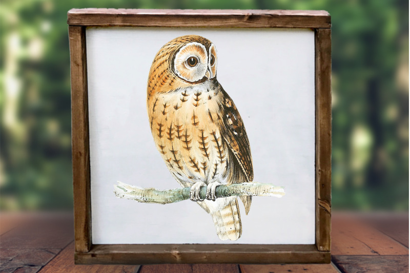 owl-clipart