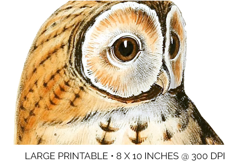 owl-clipart