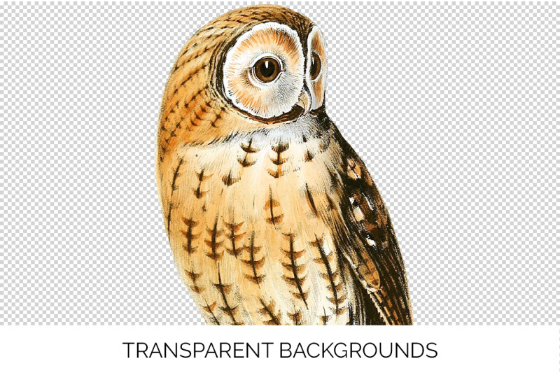 owl-clipart