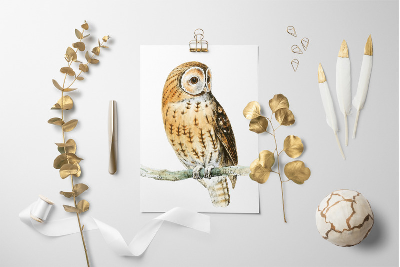 owl-clipart