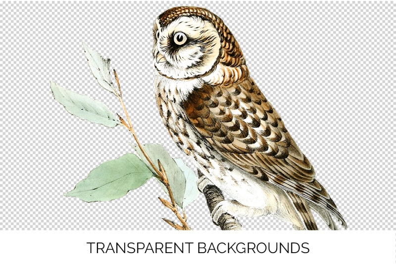 owl-clipart