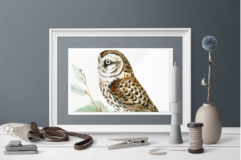 owl-clipart