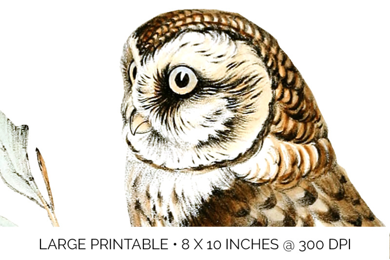 owl-clipart