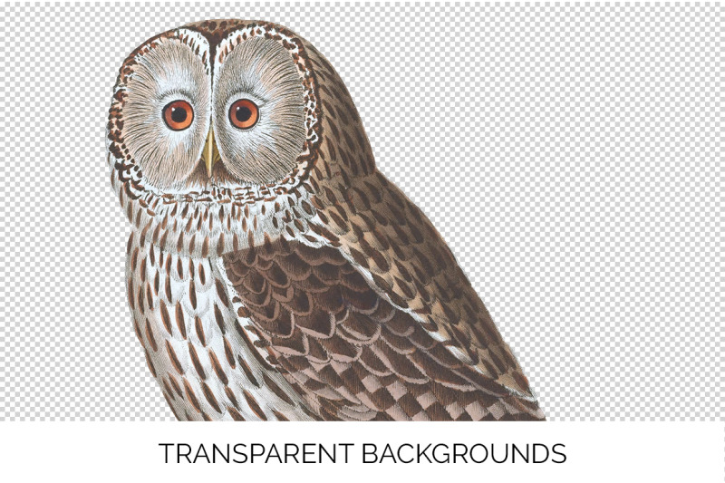 owl-clipart