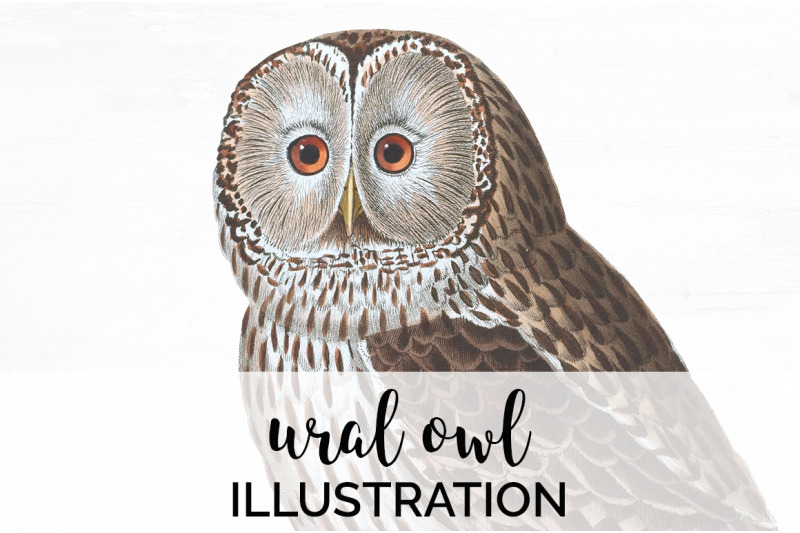 owl-clipart