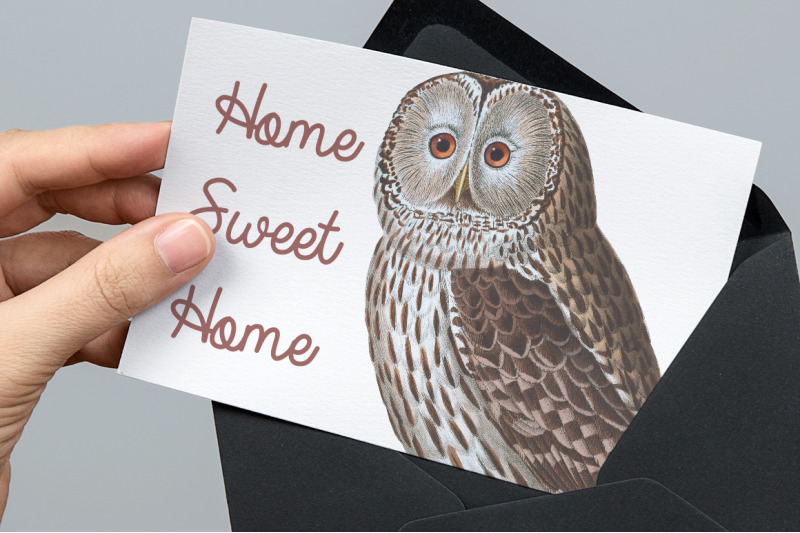 owl-clipart