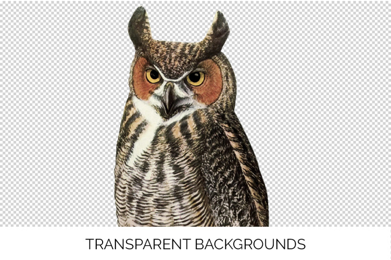 owl-clipart