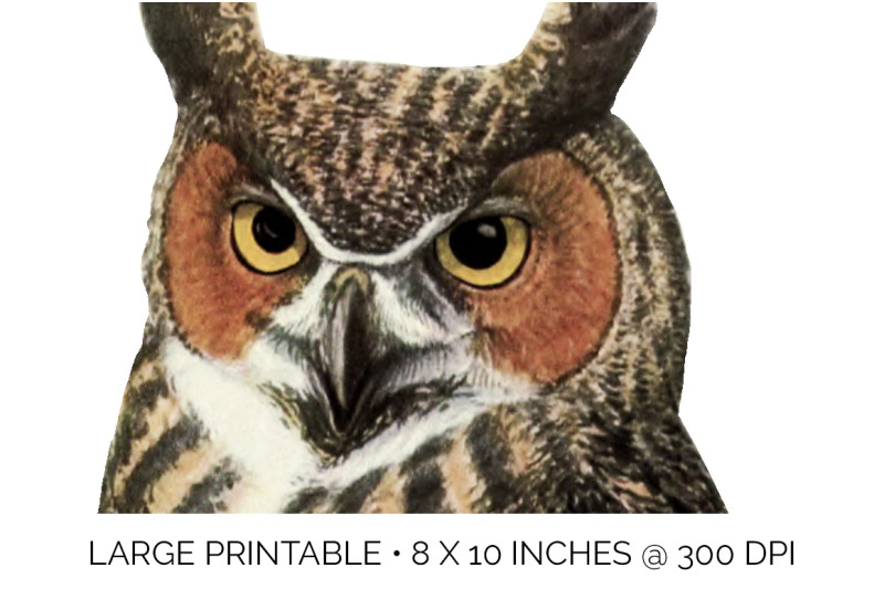 owl-clipart