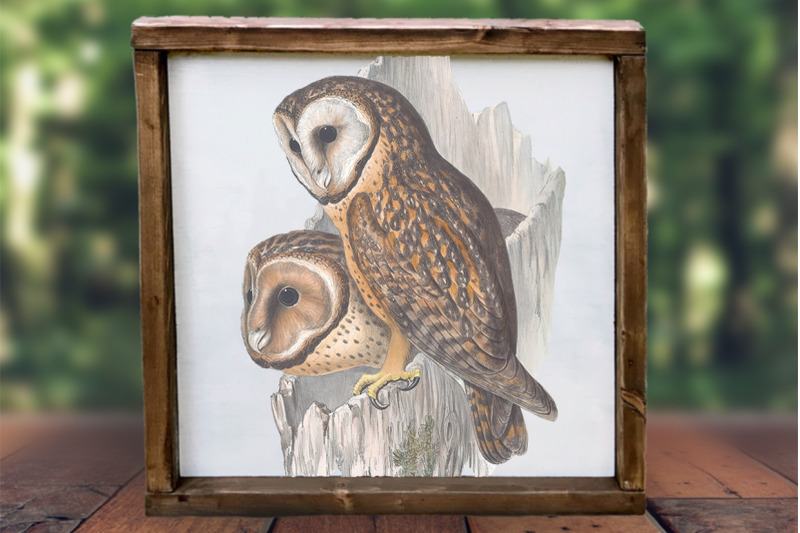 owl-clipart