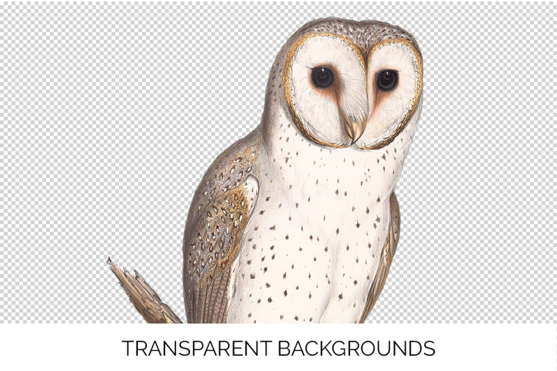 owl-clipart