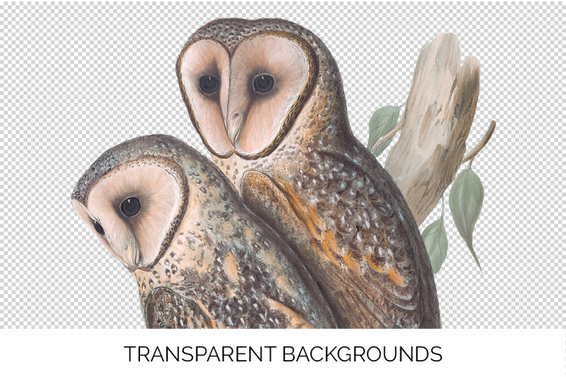 owl-clipart