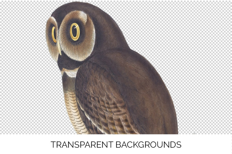 owl-clipart