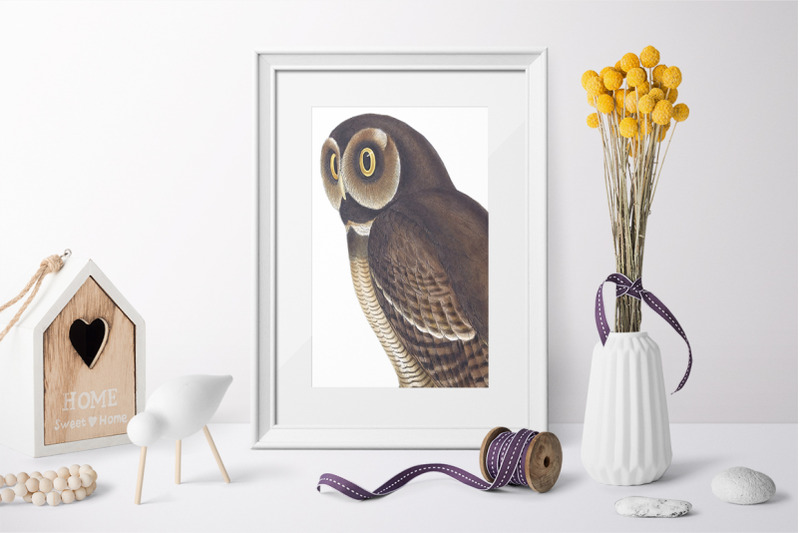 owl-clipart