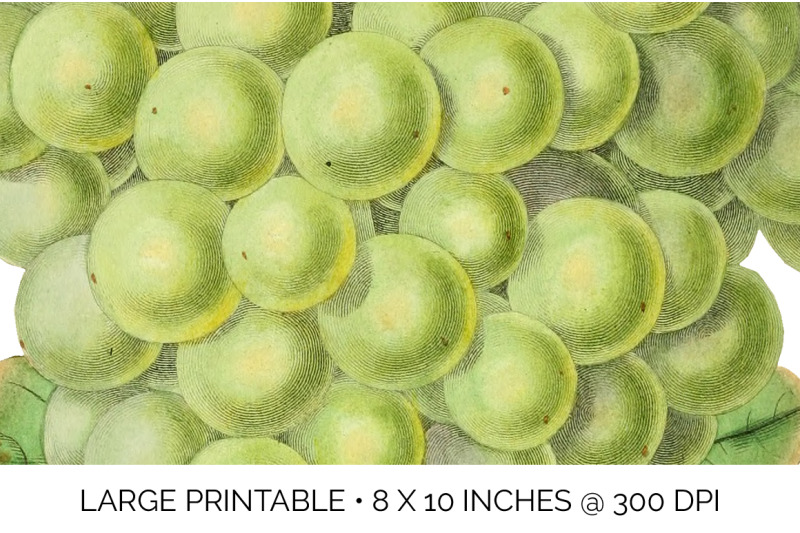 grapes-fruit-clipart