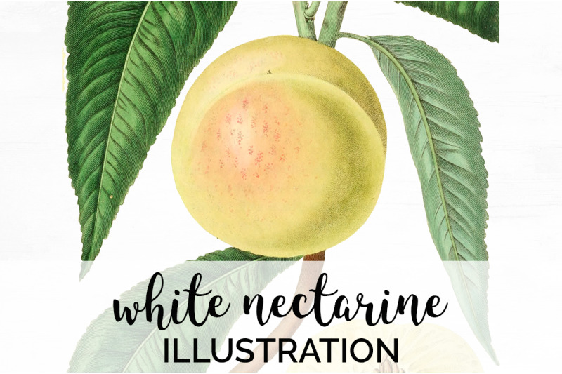 nectarine-fruit-clipart